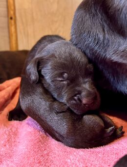 Labrador, Arbeitslinie, Welpen, Schoko - Warburg (Hansestadt)
