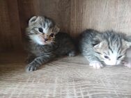Katzenbabys - Niederwürschnitz