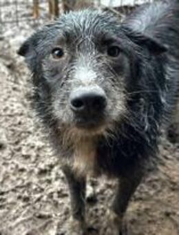 Zorro - der Kleine mit dem Löwenherz 🐾 - Elsdorf (Nordrhein-Westfalen)
