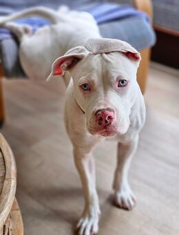 7 Monate alte Bully / English Bulldog Mischlingshündin - Worpswede
