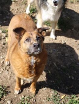 Aika, ca. 8 Jahre, Zuhause gesucht... - Grimburg