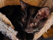Suchen Kuschelpersonal 2 Weibchen - Mölln (Schleswig-Holstein)