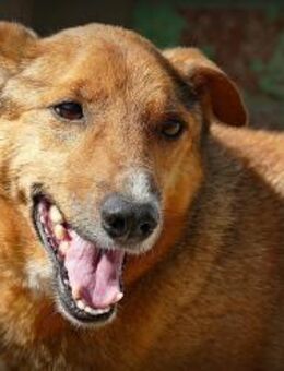 Seit 10 Jahren übersehen... - Charlie - Kefenrod