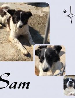 Sam - Köln