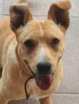 Hundejunge JERRY - Gefrees