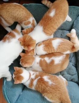 Katze Kitten - Goslar
