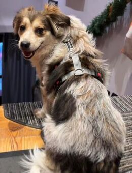 Mocca - freundlich, verträglich - in DE - Westerholt