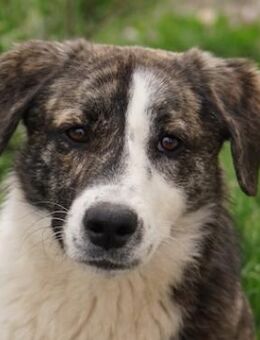 Paula, geb. ca. 07/2023, Griechenland - Euskirchen