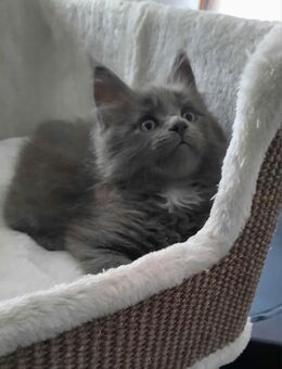 Reinrassigen Maine Coon Kitten, am 3 Juli geboren, die Cat- Altern XXXL große Katzen natürlich besitzen Stammbaum - Bielefeld Zentrum