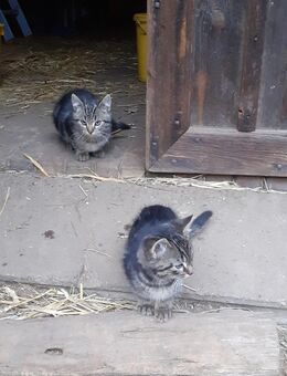 Junge Katzen abzugeben - Burg (Spreewald)