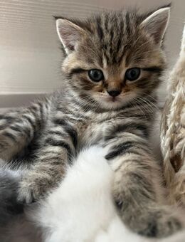 BKH Kitten - Ehingen (Donau)