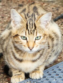 4 Savannah Bengal Mix Kitten suchen ein neues zu Hause - Gorden-Staupitz