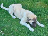 kangal Mischling - Pollenfeld