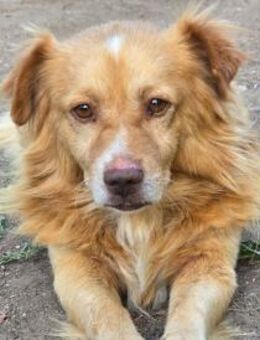 BON JOVI kleiner Herzensbube! - Sulzbach-Laufen