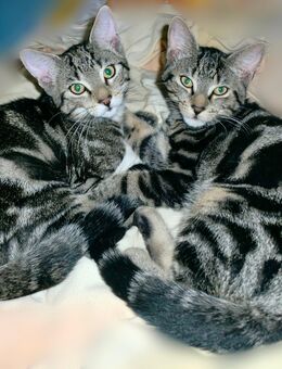 4 x BKH Mix Kitten - Ölbronn-Dürrn