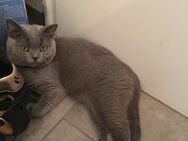 Britisch Kurzhaar Kater 1.Jahr liebevolles Zuhause gesucht - Bad Säckingen