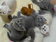 Bkh Kurzhaar Babys Bkh Katzenbaby Es sind nur noch ein Kater und eine Katze aus dem Wurf übrig! - Winnweiler