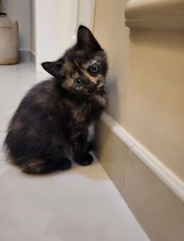 Süße Kitten in liebevolle Hände abzugeben nur an echte Tierliebhabe - Wiesbaden Dotzheim