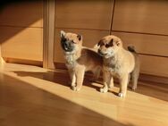 Shiba Inu Welpen abzugeben, - Hille
