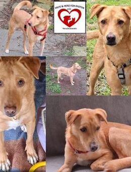 ❤️ ROYCE sucht sein Zuhause ❤️ - Uetersen