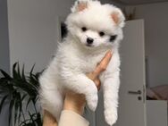 Zwergspitz Pomeranian Pomchi wunderschöne Welpen - Bad Rappenau