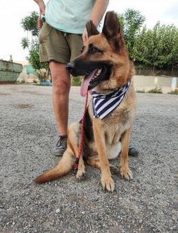 Kimba ist den Menschen zugetan - Donaueschingen