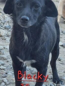 BLACKY - 35 cm, sozial, schüchtern - Weilheim (Oberbayern)