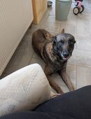 Belgischer Schäferhund in 33129