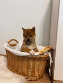 Reinrassige Shiba-Inu-Welpen in 68519
