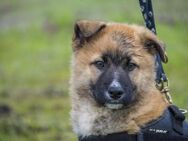 Bernát, ein flauschiger Wirbelwind - Puchheim