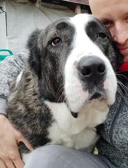 AZIRA treue Seele Frauenhund! - Gelnhausen