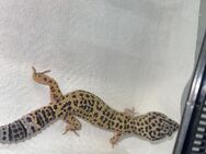 Leopard Geckos zu verkaufen - Leverkusen