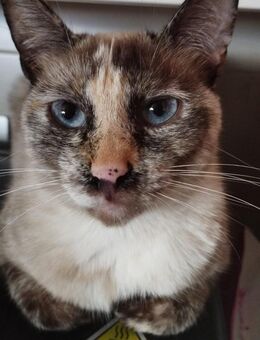 Sophie sucht ihre Herzensmenschen ❤️ - Saarbrücken