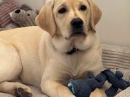 Labrador Hündin 5 Monate FCI Stammbaum - Dunningen