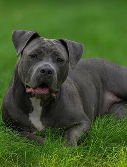 Liebevolle verspielte XL Bully Hündin 1 Jahr 3 Monate Sucht Zuhause für immer - Berlin Neukölln