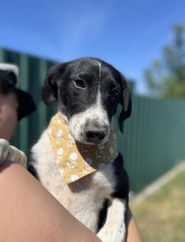 Elton lieberJunghund sucht Familie - Berlin