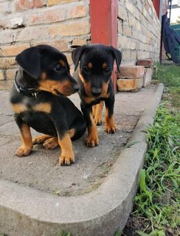 Deutsche Pinscher Welpen - Bitterfeld-Wolfen Wolfen