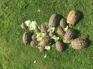 Griechische Landschildkröten, mit Cites Papieren - Rheinberg