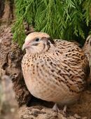 Wachteln, legereife Legewachteln, verschiedene Farbschläge in 16341