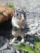 junge flinke Rennmäuse Gerbile Wüstenrennmäuse Rennmaus bunt in 01844