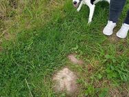 1 jähriger foxhaarterier Rüde - Zeitz Nonnewitz