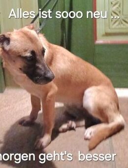 BROWNIE träumt von ihrem Zuhause - Kreuth