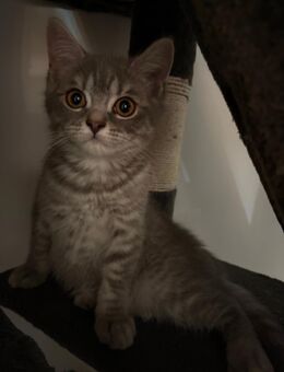 NUR NOCH 1 Reinrassige BKH Kitten Männchen Katzen - Hamm