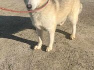 4 Husky-Mix Welpen wollen reisen❤️ - Mylau