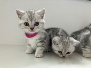 Bkh britisch Kurzhaar kitten Black Silver tabby Whiskas - Lohne (Oldenburg) Zentrum