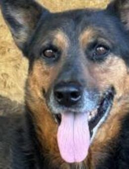 Boba sucht seine zweite Chance 🐾 - Elsdorf (Nordrhein-Westfalen)