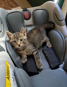Baby Kater zu vermitteln - Leinach
