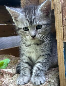 Maine Coon/ Wildkatze - Bad Salzungen
