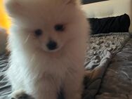 Süßer Pomeranian Welpe zu verkaufen. - Bielefeld Heideblümchen