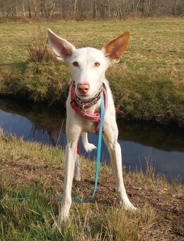 Milky vom Schattenhund zum Reiseprofi - Jade